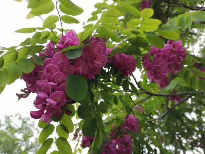 紫色槐花见过吗