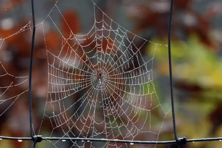 雨后的蜘蛛网图片1600x900分辨率下载,雨后的蜘蛛网图片,图片,壁纸