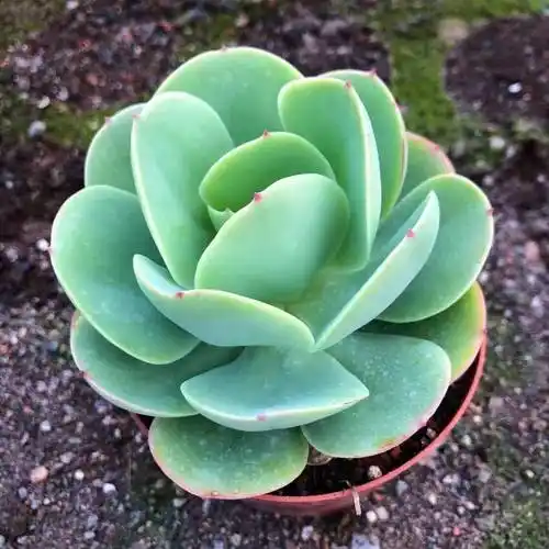 碧桃多肉植物新手易养盆景居家办公办公室室内多肉植物