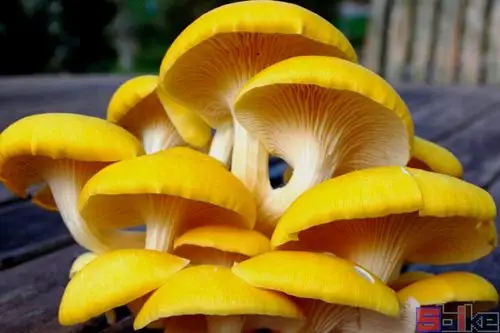 黄金菇_榆黄蘑_金顶蘑_玉皇蘑_金顶侧耳植物百科图片