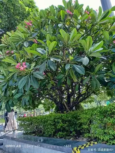 七绝《大花树》