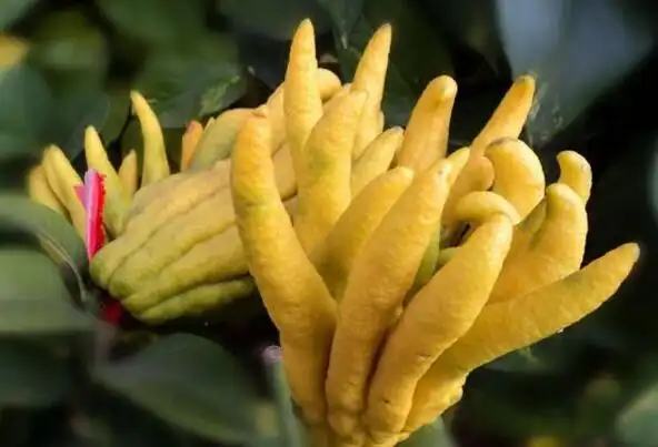 广佛手怎么种植产量高?