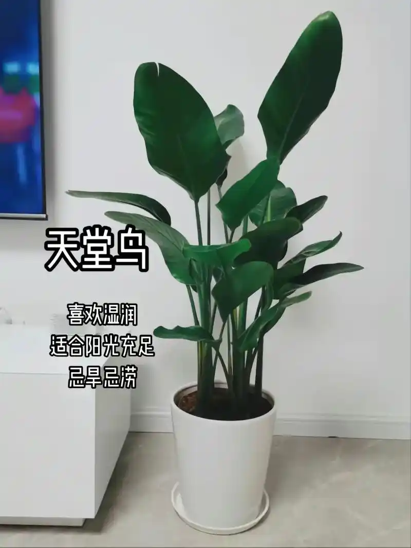 十一种高颜值室内大型绿植推荐!#室内绿植盆栽推荐 天堂鸟,发 - 抖音