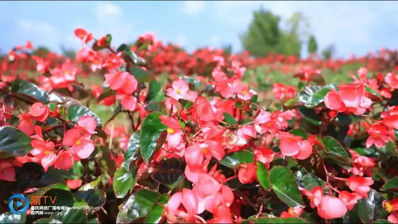大花海棠惊艳绽放 火红地毯让人沉醉