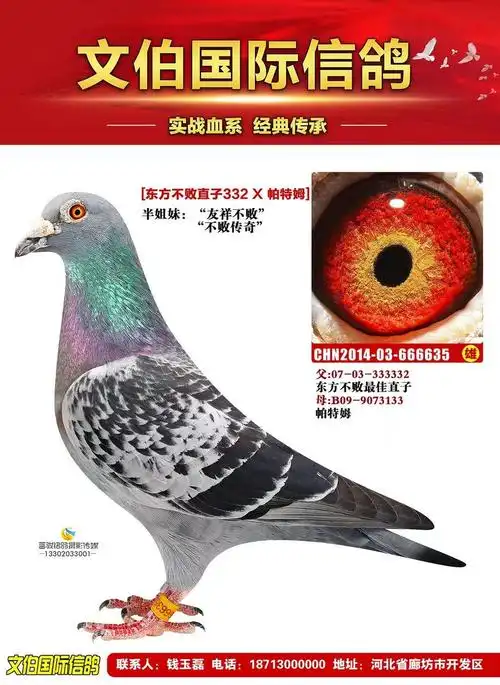 雄目 录:"东方不败" 文伯珍藏"35号人 气:2105次血 统:东方不败鸽友通