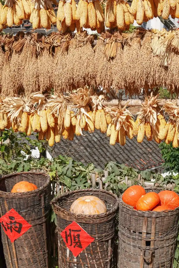 江西婺源篁岭晒秋农作物丰收