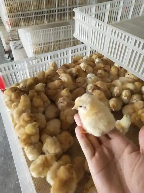 三黄鸡苗 黎村三黄土鸡苗