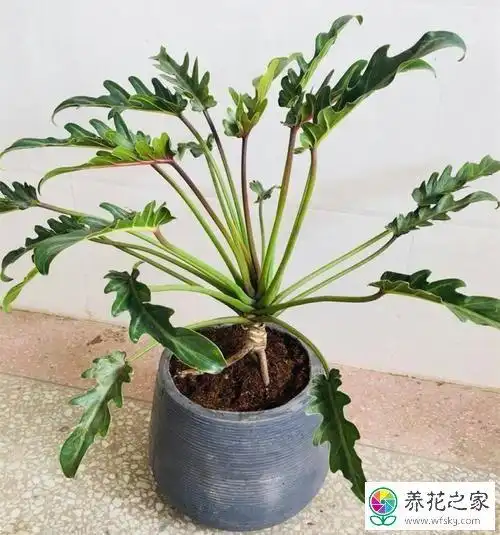 春羽不长分枝怎么办