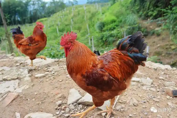 巴适哦这些跑山鸡