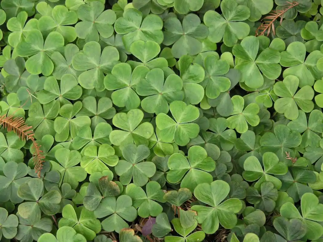 三叶草是一种具有三片叶子的草本植物,拥有独特的形态和文化意义.