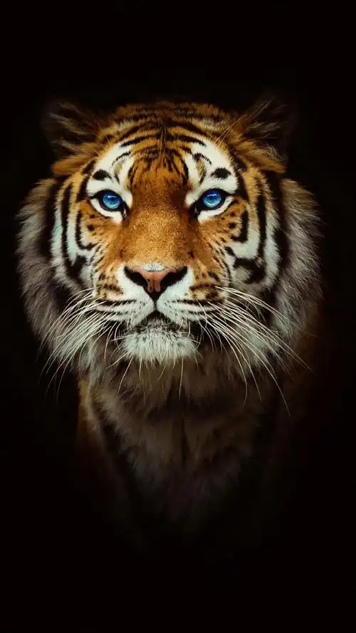 1280_2276竖版 竖屏