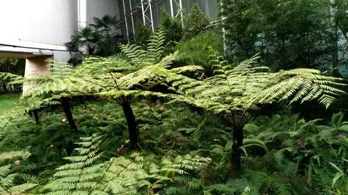 川西行走(8)——成都之宽窄巷,金沙遗址.