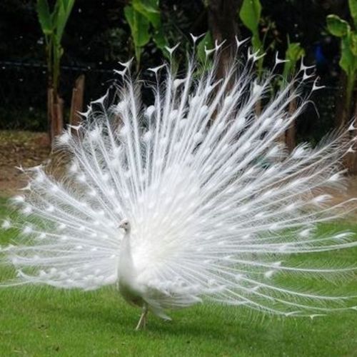 白孔雀,,一年,一年半,3年,4年,5年!优秀观赏凤凰鸟