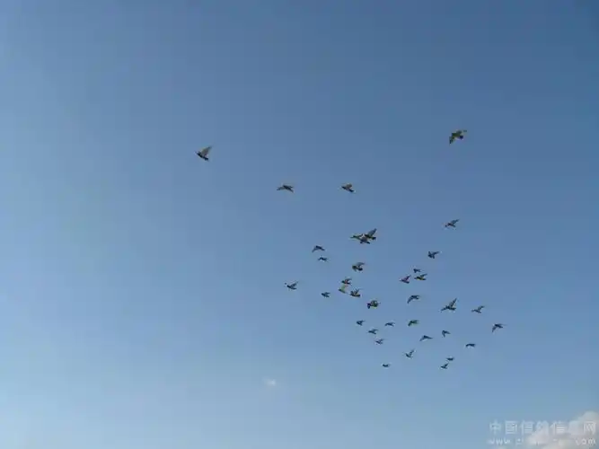 蓝天,白云,鸽子(家飞图)