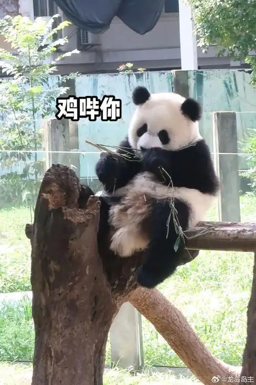 哈哈哈,毫无违和感的熊猫表情包