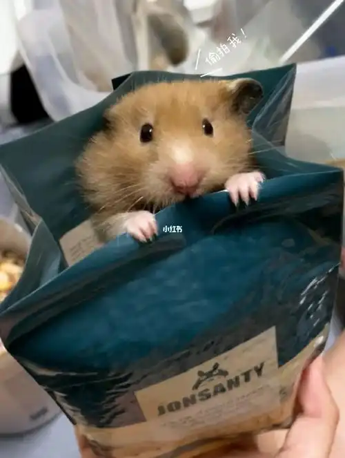 是人类都想拥有的仓鼠