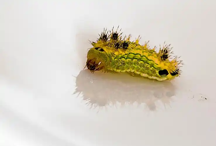 刺毛虫图片昆虫虫刺毛虫