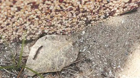 太可怕了泉州萌娃在公园玩沙坑竟然挖出一窝蜈蚣其实
