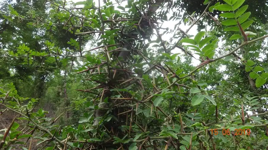 皂角之乡河南省嵩县大刺皂角新品种嵩刺1号图片皂角树图片