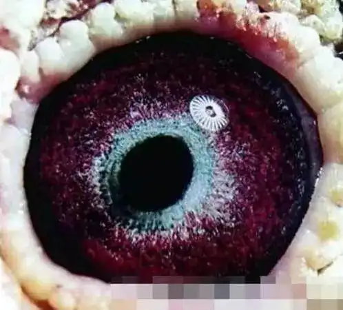 鸽眼荡角是黑色的种鸽是好鸽