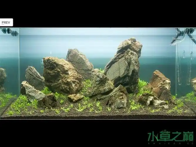 水族箱造景每日一贴,靓缸成景过程四(转载)