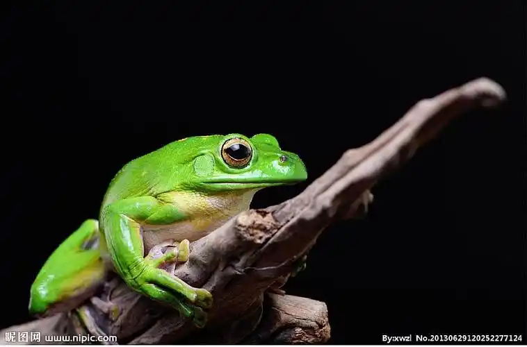 青蛙呱呱 呱呱的叫声