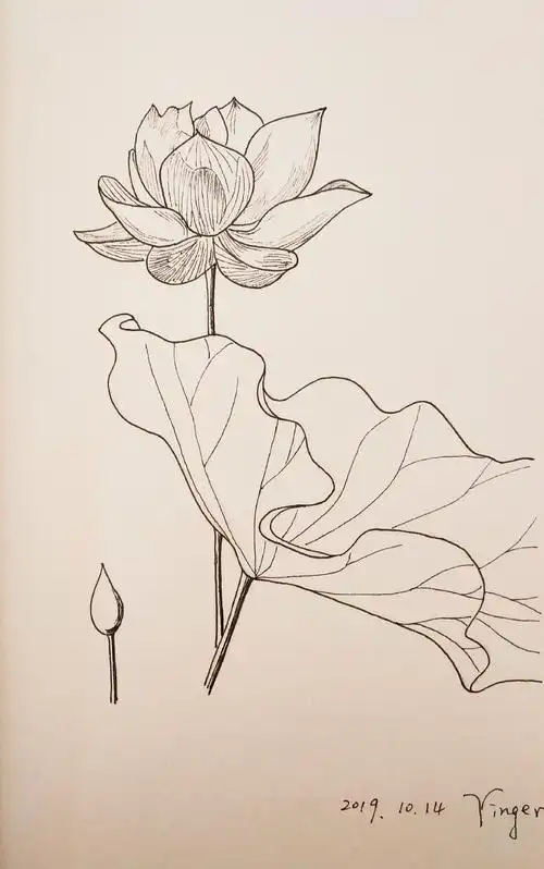 绘画日志线描荷花一朵