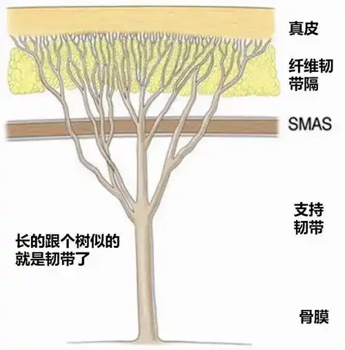 奶茶要是40岁时有她一半好看,就够了_韧带_软组织_面部