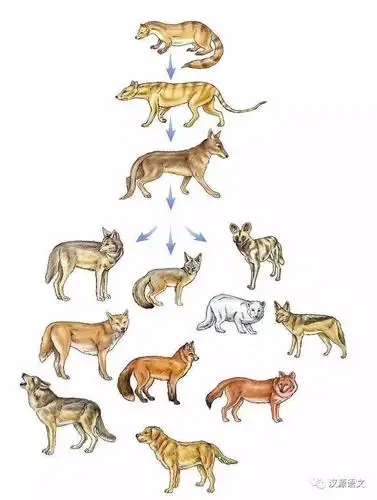 【推荐】狗,怎么从狼变成如今此番模样