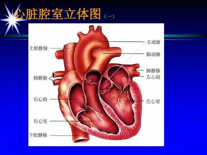 心脏腔室立体图(一)