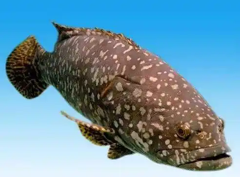 龙趸 海鲜配送_深圳市伟泰发餐饮管理有限公司