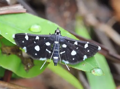 螟,bocchorisinspersalis(zeller,1852),螟蛾科斑翅野螟属的一种昆虫