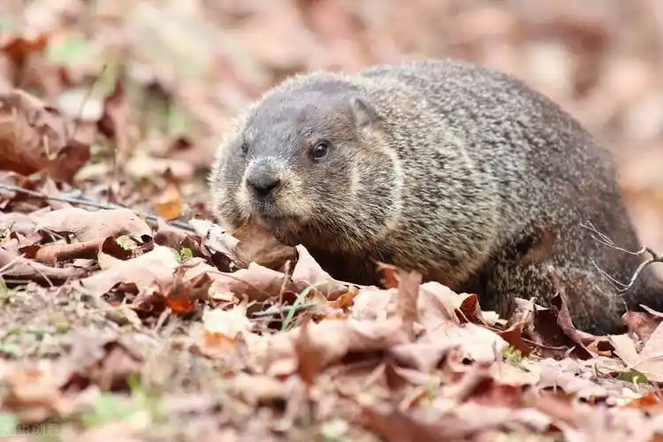 东北异物志之差点杀死百万人的土拨鼠