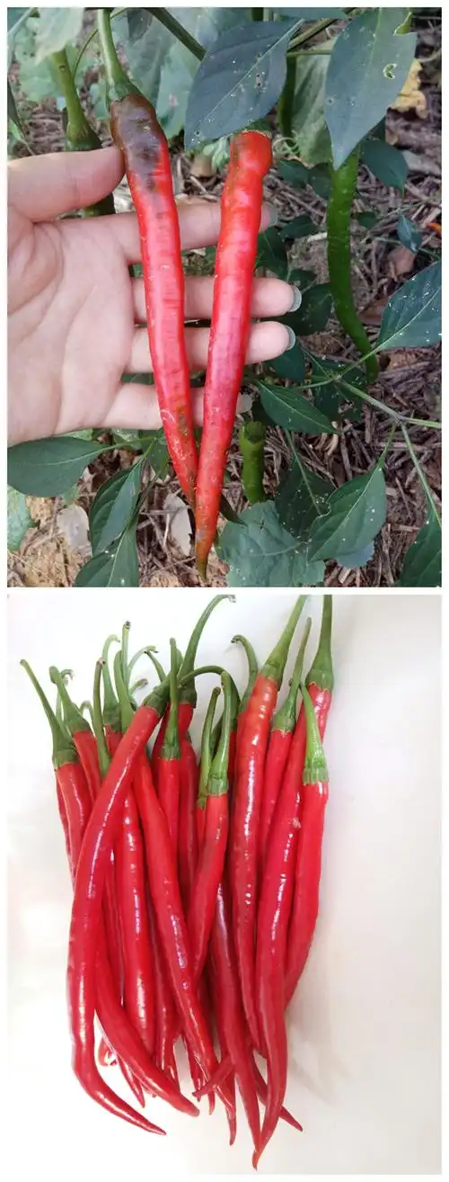 红辣椒二荆条 现摘新鲜中长辣椒细长线椒 5斤