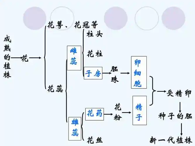 花的结构与有性生殖图解ppt