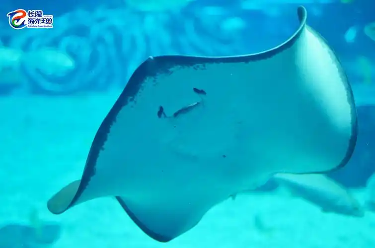 被压扁的"鲨鱼"|珠海长隆海洋王国官方网站|珠海长隆度假区