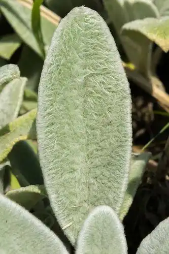 棉毛水苏图片_观叶盆栽_浴花谷花卉网