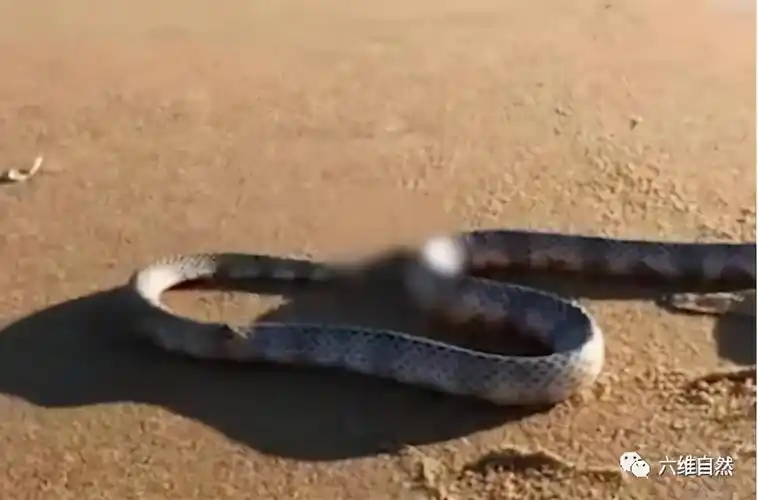 澳沙滩发现一条蛇没有头部但蛇身仍能爬动据说是鸟啄食了头部