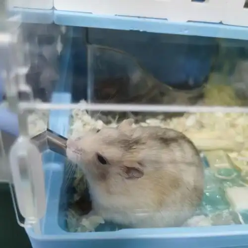 仓鼠去油浴沙推荐一下