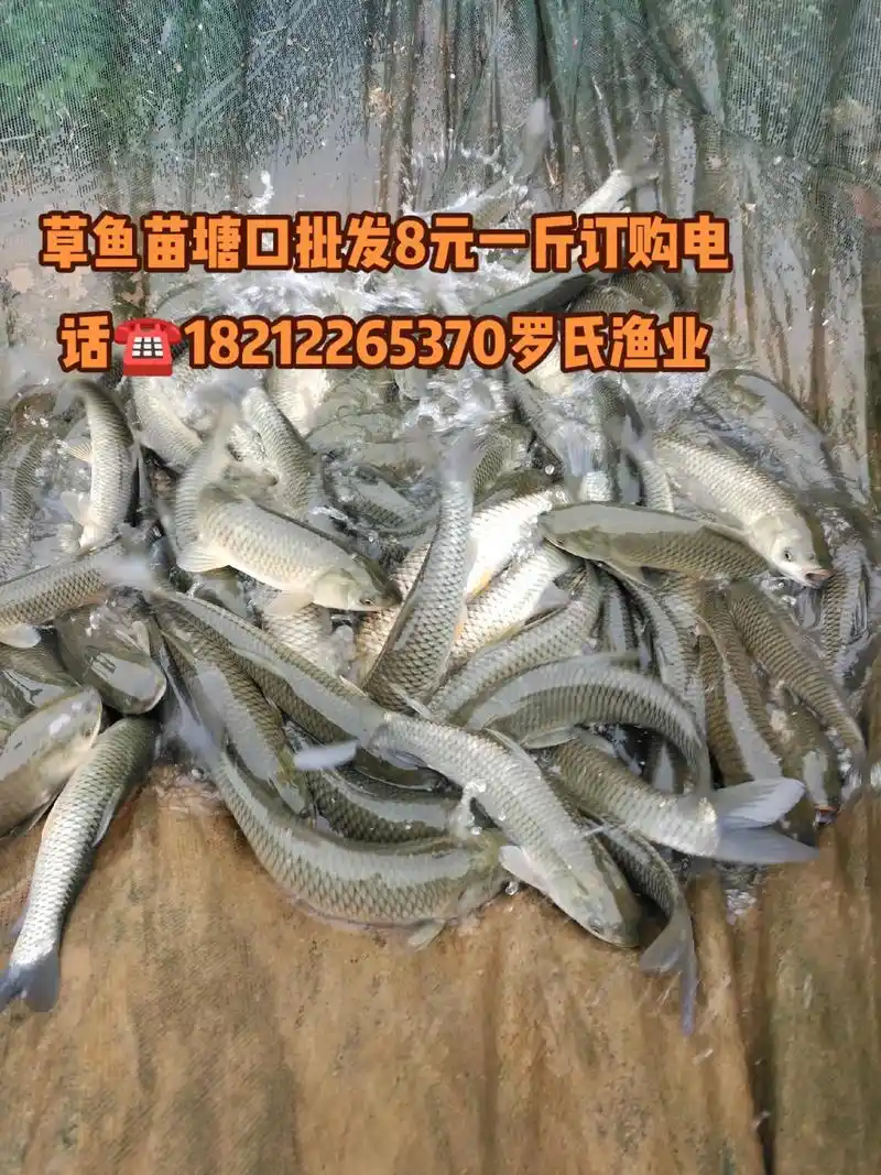 水产养殖 #鱼苗 草鱼苗塘口批发8元一斤50斤起批订购电话 - 抖音