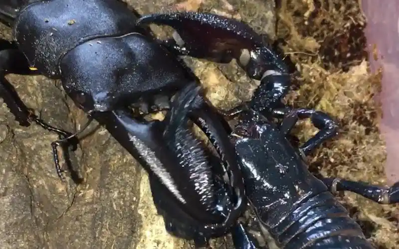 2019年首战帝王蝎vs巴拉望巨扁