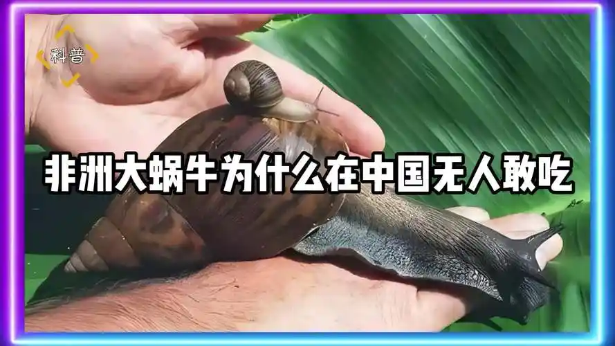 非洲大蜗牛为什么在中国无人敢吃
