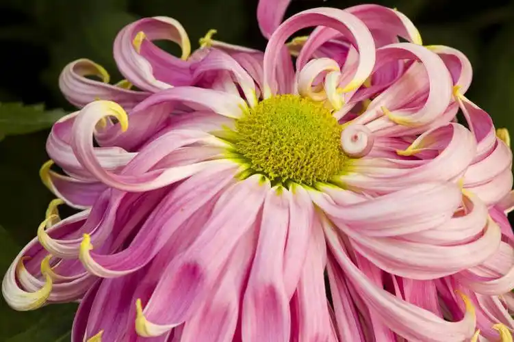 无人,横图,彩色,室外,特写,白天,植物,美丽,花,花朵,花卉,自然,菊花