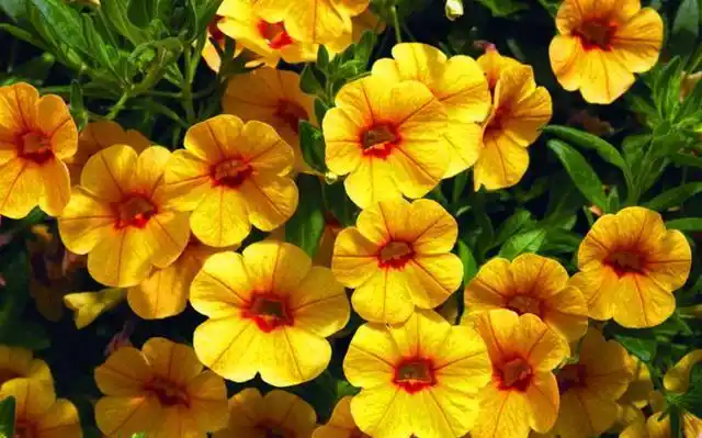 黄色天竺葵的花语是幸福