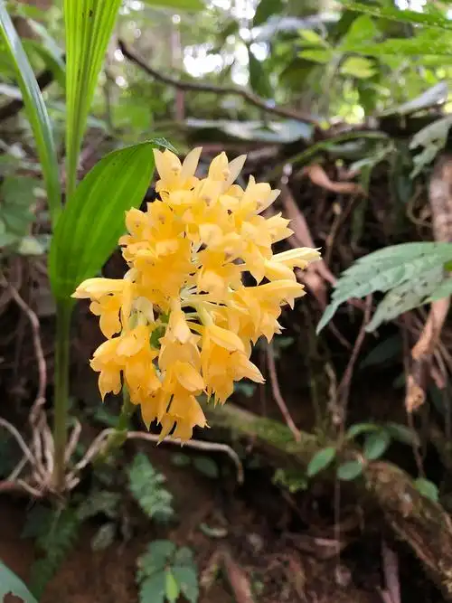 密花虾脊兰calanthedensifloralindl