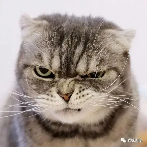 这只猫咪好拽,好想打它啊_表情
