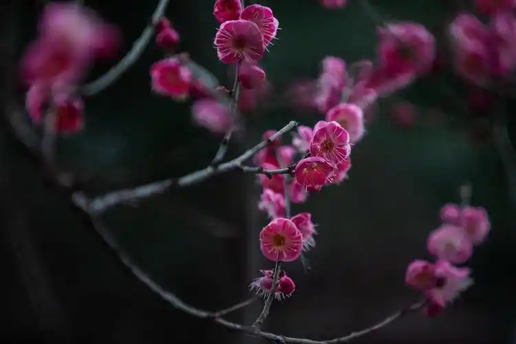 贵州毕节:寒冬时节 梅花竞相开放