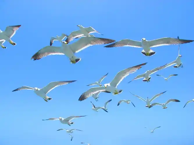 出差拍的一组海鸥