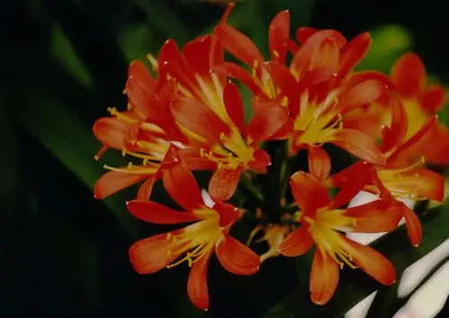 大花君子兰(片扫)