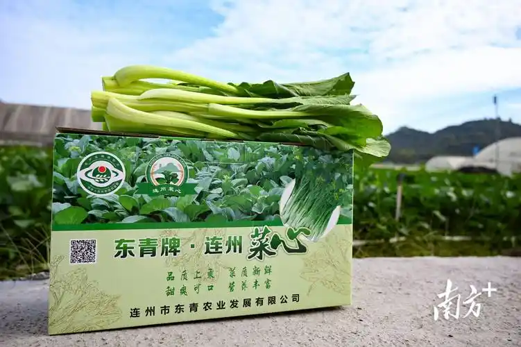 高标准连州菜心清甜上市_种植_张晓欣_标准化